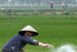 Dùng xi măng bón cho lúa: Tại sao người nông dân làm vậy?