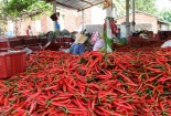 Ớt chín đỏ đồng, người dân 'khóc thét' trên mạng cầu cứu