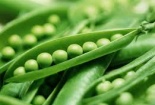 Thu hồi bắp non và đậu hòa lan của cơ sở Nguyên Thảo vì dùng 'quá liều' chất bảo quản