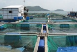 Thương lái Trung Quốc thao túng cá nuôi