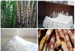 Tìm hướng đi tăng năng suất cho ngành mía đường Việt Nam