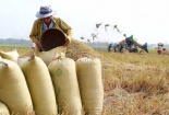 Dự án Chuỗi Giá trị Lúa gạo tại Việt Nam giúp tăng năng suất vượt trội
