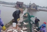 Cá vược chết rét, nông dân Thái Bình thiệt hại hàng chục tỷ đồng