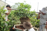 Dịch vụ thuê mai Tết lên ngôi, chủ vườn tất bật chiều ý khách