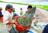 Móng Cái, Quảng Ninh: Đẩy mạnh nuôi trồng thuỷ sản theo hướng thâm canh