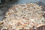 Kinh hoàng cảnh 1 tấn da lợn hôi thối tẩm hóa chất trước khi chế biến