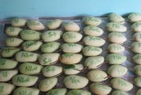 Xoài in chữ thư pháp độc lạ bán bao nhiêu, mua hết bấy nhiêu
