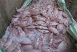 Đồng Tháp: Bàng hoàng vì cá chết hàng loạt ngày giáp Tết