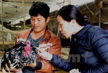 Chàng trai bỏ bạc tỷ, quên mứt Tết lúi húi bên chuồng gà Quý phi 