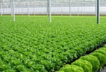 Xác định vùng nông nghiệp ứng dụng công nghệ cao để tăng năng suất
