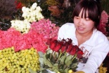 'Cháy' hoa hồng ngày lễ Tình nhân