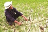Khẩn trương cứu vựa lúa lớn nhất Việt Nam 