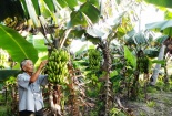 Phương pháp cấy mô nhân giống chuối già lùn cho năng suất cao