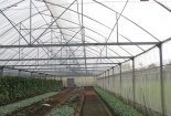 Sản xuất rau sạch với công nghệ nhà màng cho năng suất tăng 30%
