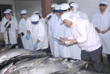 Chất lượng và giá cả cá ngừ xuất sang Nhật ngày càng tăng