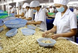 Bờ Biển Ngà và Bình Phước hợp tác nâng cao năng suất ngành điều