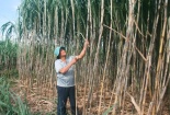 Thanh Hóa: Nâng cao năng suất, chất lượng mía nguyên liệu