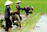 Hòa Bình: Lựa chọn bộ giống lúa thích hợp cho năng suất cao