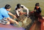 Tại sao việc ứng dụng VietGAP khó khăn và triển khai chậm?