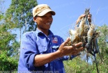 Ứng dụng VietGAP giúp người dân phát triển NTTS bền vững