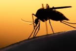 Virus Zika có thể gây rối loạn thần kinh nghiêm trọng