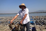 Bí quyết làm giàu: Nuôi hàu Thái Bình Dương thu tiền tỉ