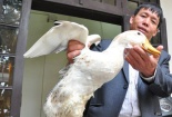 Chuẩn bị có nhà hàng chuyên Vịt biển Đoàn Văn Vươn 