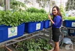 Bỏ việc giám đốc ngân hàng, trồng rau sạch 2 tỷ đồng/tháng 