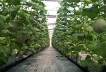 Đột phá năng suất chất lượng nông nghiệp bằng ứng dụng Smart Agri