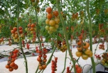 Khám phá quy trình sản xuất cà chua sạch của Skyfarm