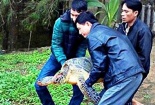 Người dân nô nức kéo đến sờ rùa 'khủng' trong sách Đỏ để cầu may 