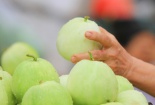 Tránh ‘rước họa vào thân’ với cách chọn dưa lê đầu mùa siêu đơn giản
