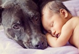 Nguy cơ viêm màng não vì nhiễm bọ ve từ thú cưng