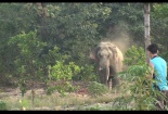 Giật mình phát hiện voi ngà lệch ‘sừng sững’ tại khu dân cư