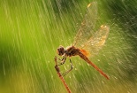 Dự báo thời tiết ngày mai 8/4/2016: Bắc Bộ trời nhiều mây, có mưa nhỏ