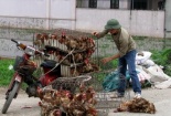 Nhập gà Trung Quốc: Nguy cơ dân ăn thịt 'rác', người nuôi mất nghiệp