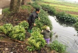 Hà Nội quyết bài trừ thực phẩm bẩn sau khi báo chí 'ào ạt' phản ánh