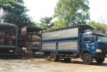 Lý giải nguyên nhân thương lái Trung Quốc ráo riết thu mua lợn Việt Nam
