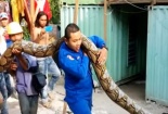 Công nhân Malaysia hỉ hả khoe bắt được trăn khổng lồ dài nhất thế giới