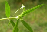 Ngỡ ngàng với công dụng chữa ung thư của các loại thảo mộc quen thuộc