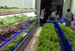 Sự thật kinh hoàng về ‘rau sạch’ trong siêu thị