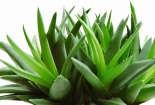 Cây lô hội 'ngậm' nhiều độc tố gây chết người khi dùng sai cách 