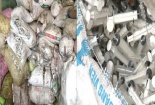 Cơ sở phế liệu Thái Bình thu mua cả núi kim tiêm dính máu làm gì?