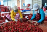 Trung Quốc thu mua ào ạt, giá ớt nhảy múa