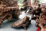 Đại gia trẻ Tuyên Quang khoe bộ ghế gỗ nghìn tuổi