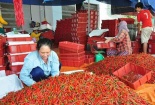 Người dân vui vì '1 tạ ớt bằng 1 chỉ vàng'