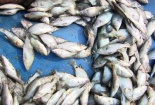 Công khai bán cá chết ở vùng biển Hà Tĩnh