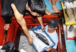 Quảng Bình: 5 tấn cá sạch được mua hết trong 1 giờ