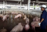 TP.HCM 'tuyên chiến' với thực phẩm bẩn bằng nhiều chương trình hành động