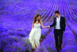 Mùa hè, đổ xô đi ngắm những mùa hoa oải hương tím biếc